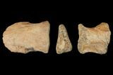Composite Hadrosaur Toe - Alberta (Disposition #-) #129789-3
